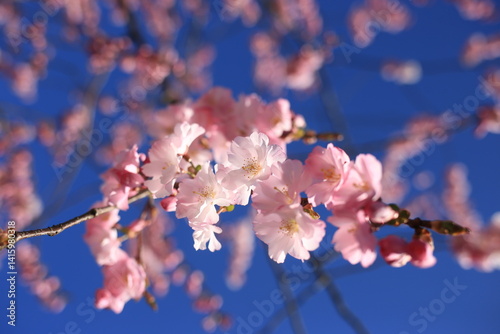 pink cherry blossom