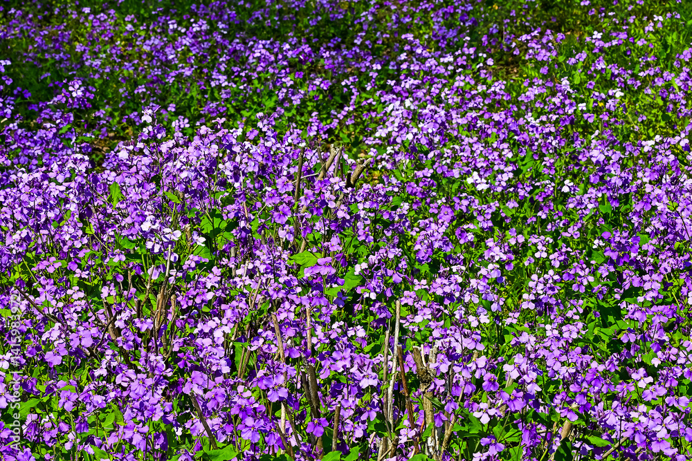 Naklejka premium 一面のムラサキハナナ