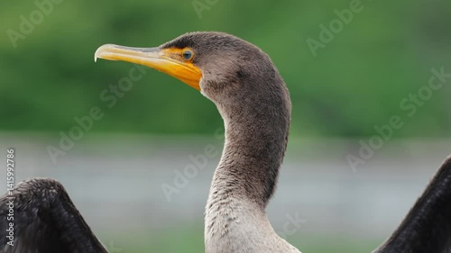 cormorant