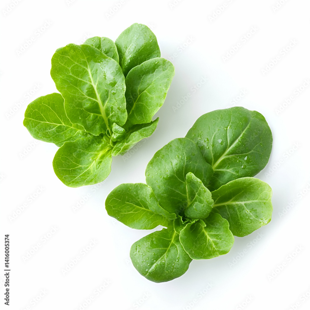 Fototapeta premium Fresh green lettuce leaves, overhead view, white background, food recipe