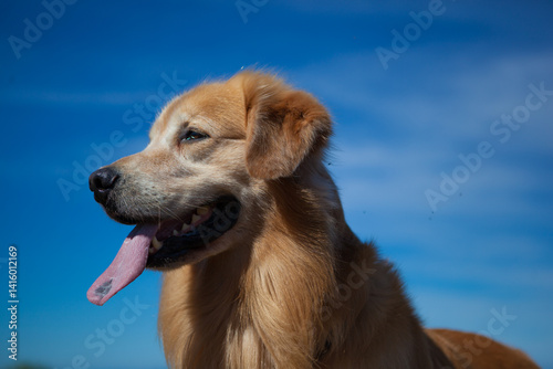 golden retriever portrait blue sky