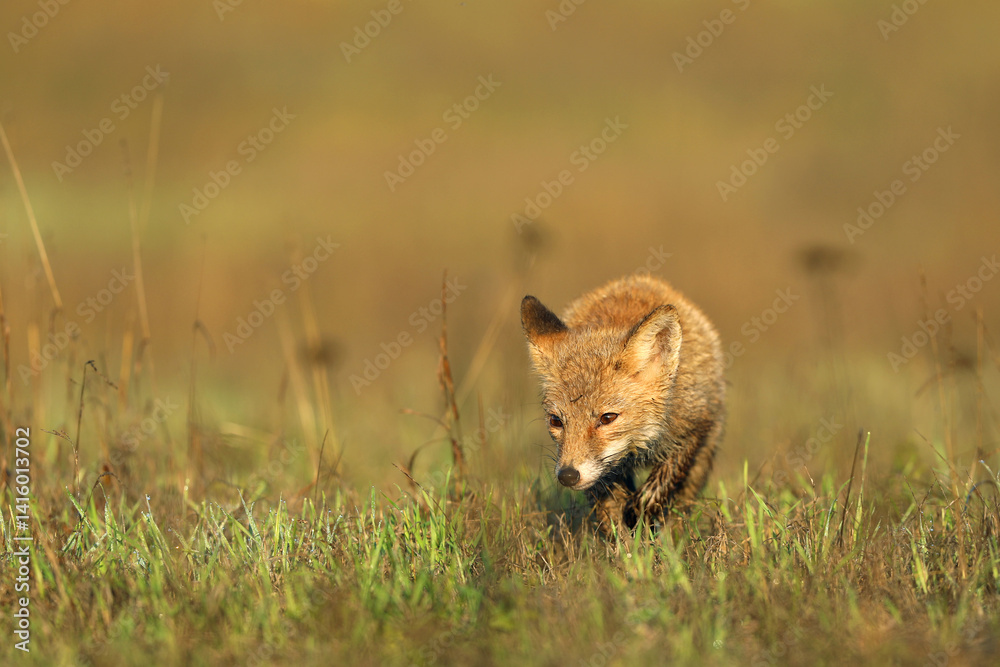 Young puppy of red fox (Vulpes vulpes) looking for prey on summer meadow. Natural scene from Czech wildlife.