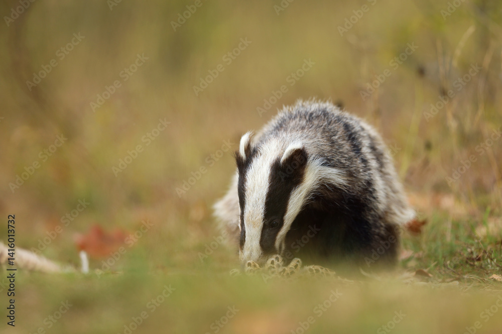 European badger, Meles meles, eat something on summer meadow. Cute wild animal in summer afternoon. Wildlife scene from nature