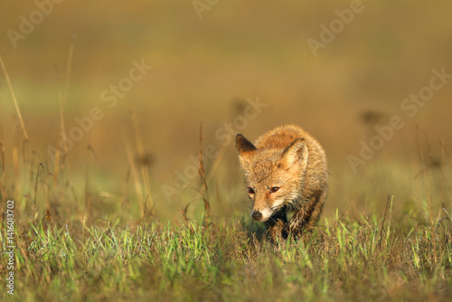 Young puppy of red fox (Vulpes vulpes) looking for prey on summer meadow. Natural scene from Czech wildlife.