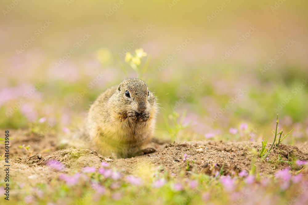 European ground squirrel in the flowering grass. Spermophilus citellus Wildlife scene from nature. Ground squirrel on blossom meadow. Czech republic
