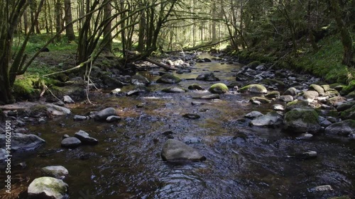 drone flying slowly and low over river stream in pine forest on a sunny spring day in Vosges region