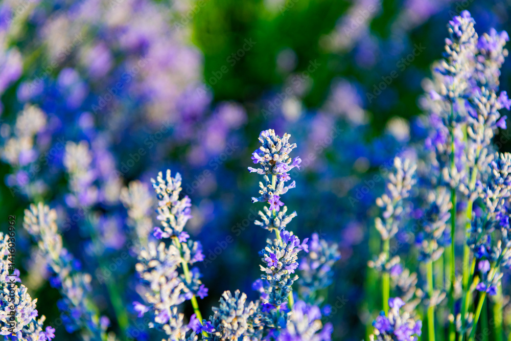 Obraz premium Sprig of Lavender. Field of lavender. Lavender flower in summer. France Provence field. Purple lavender bloom in nature. Composition of nature. Summer blooming flower. Blooming flower field