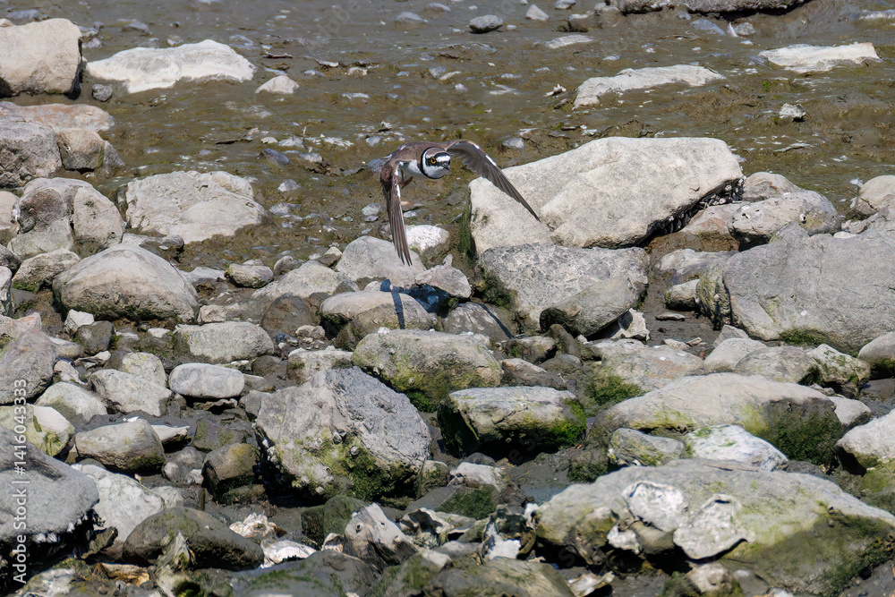 Obraz premium 飛翔する 美しいコチドリ(チドリ科) 英名学名:Little ringed plover, Charadrius dubius 東京都大田区東京港野鳥公園-2025年