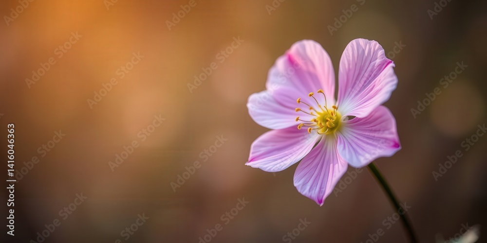 Fototapeta premium Pink flower with glowing bokeh background.