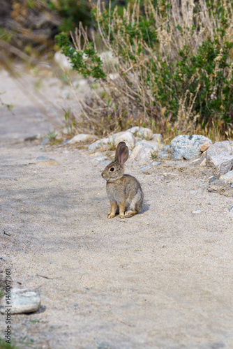 Young Desert Cottontail Rabbit sitting on the ground