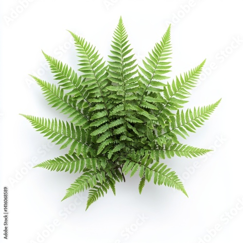 A vibrant fern, lush and healthy, displayed against a plain white background.  Its fronds radiate outward in a symmetrical pattern, showcasing intricate detail