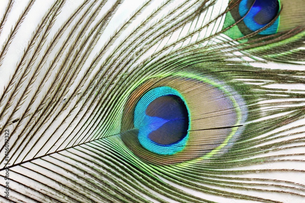 Obraz premium Close-Up of a Vibrant Peacock Feather Detailed Texture and Color