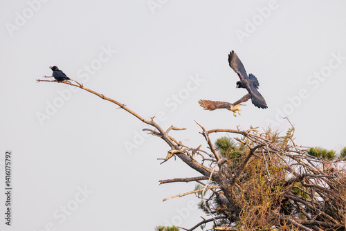 飛翔する美しいオオタカ（タカ科）
英名学名：Northern Goshawk (Accipiter gentilis, family comprsing hawks) 
ハシブトガラス（カラス科）と戦っている。
英名学名：Jungle Crow, Corvus macrorhynchos (Crow family)
東京都大田区東京港野鳥公園-2025年
