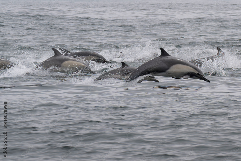 Obraz premium Pod of dolphins off the coast of Southern California