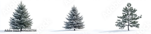 Winter Conifers Covered in Snow photo