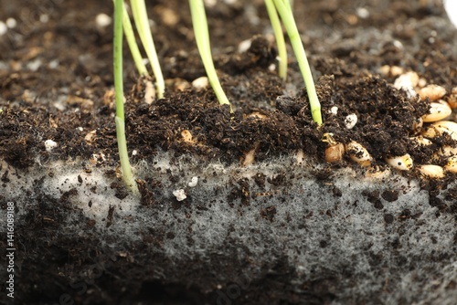 Canvas Print Soil with growing grass and mold, closeup