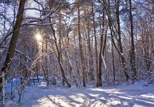 Winter sunset in a snow-covered park, with orange sunlight filtering through the bare branches of the trees casting shadows on the snow