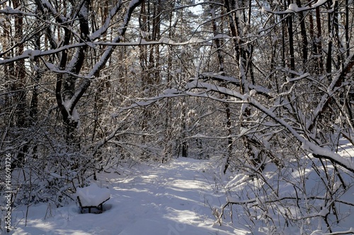 A narrow path through a snow-covered park at sunset on a winter evening, with the sunlight casting shadows of the trees on the white snow