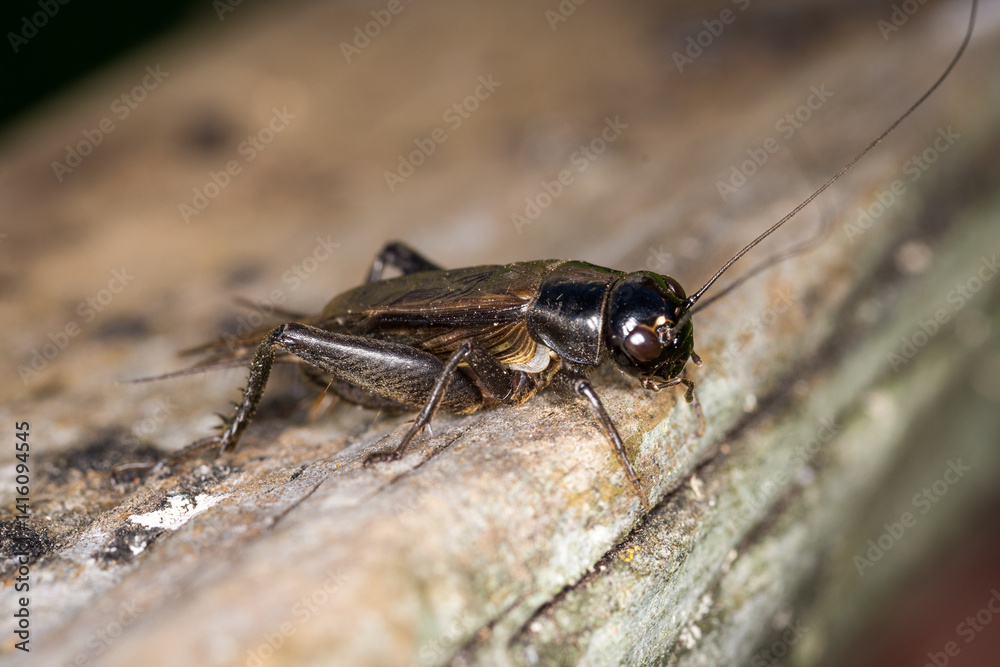 Fototapeta premium Closeup of a black cricket on a wooden post