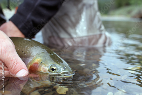 Foto Catch and Release – Fly Angler Releasing Cutthroat Trout; A fly angler gently releases a cutthroat trout back into a mountain stream