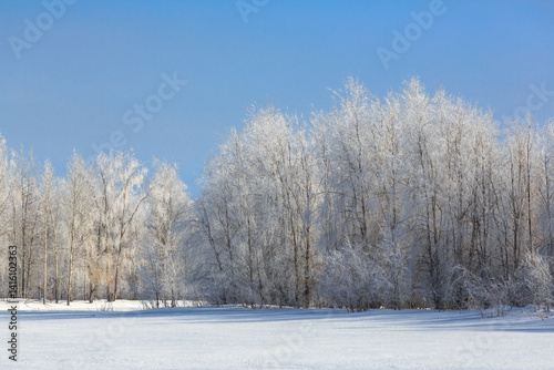 Winter forest on the bank of a frozen river. Cold weather. Trees covered with frost. Floodplain forest.