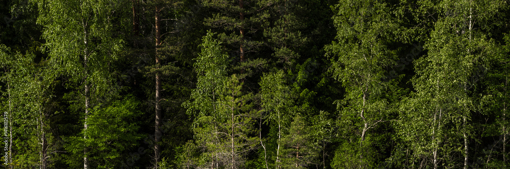 Summer forest landscape. Wide panorama with green tree crowns. Mixed forest. Beautiful panoramic natural background.