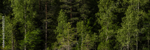 Obraz na płótnie Summer forest landscape. Wide panorama with green tree crowns. Mixed forest. Beautiful panoramic natural background. w salonie