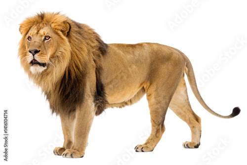 Majestic Lion Standing Tall A Powerful Wildlife Image