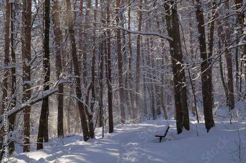 A narrow path through a snow-covered park at sunset on a winter evening, with the sunlight casting shadows of the trees on the white snow
