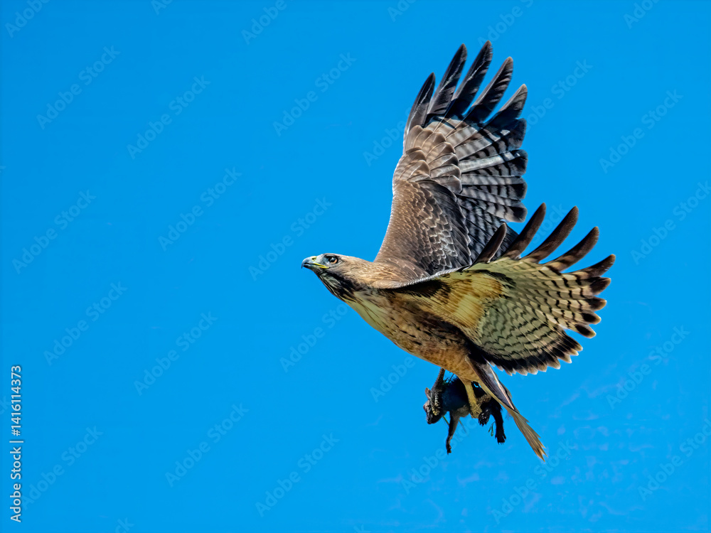 Fototapeta premium A Red-tailed Hawk (Buteo jamaicensis) glides through a vibrant blue sky with freshly caught prey - California ground squirrel