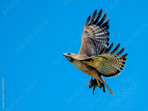 A Red-tailed Hawk (Buteo jamaicensis) glides through a vibrant blue sky with freshly caught prey - California ground squirrel photo