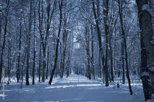 A narrow path through a snow-covered park at sunset on a winter evening, with the sunlight casting shadows of the trees on the white snow