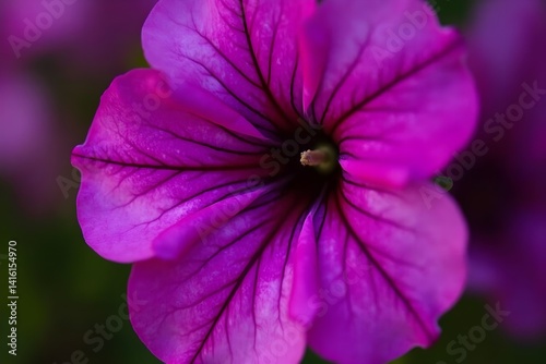 Close-up of a petunia with deep purple hues