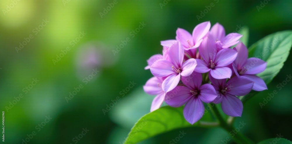 A delicate cluster of plump, richly colored violet blooms against a lush green background , foliage, Purple flowers, nature A delicate cluster of plump, richly colored violet blooms against a lush green background , foliage, Purple flowers, nature