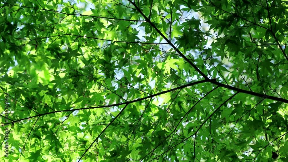 新緑の緑の木の葉 自然の森の風景 太陽光に照らされ風に揺れる季節の背景 新緑の緑の木の葉 自然の森の風景 太陽光に照らされ風に揺れる季節の背景