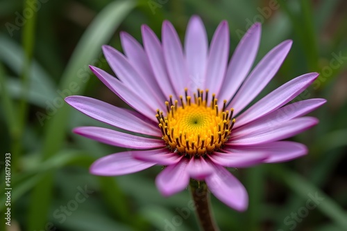 Macro of an Endangered Hawaiian Silversword in Bloom
