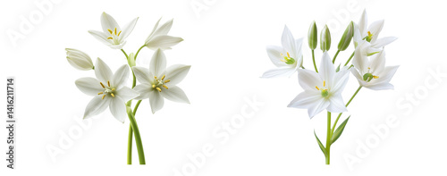 Star of Bethlehem flower clusters, close up, isolated in white background