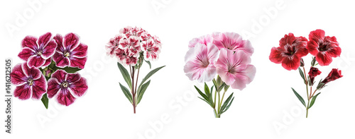 Sweet william flowers, color variations, isolated in white background