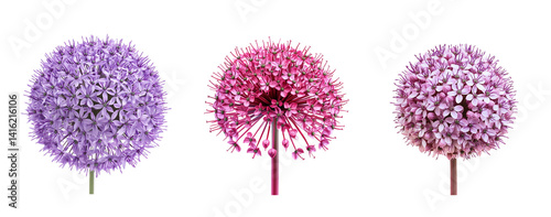 Allium flowers, close up, isolated in white background