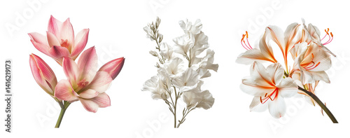 Corepsis flowers, close up, isolated in white background