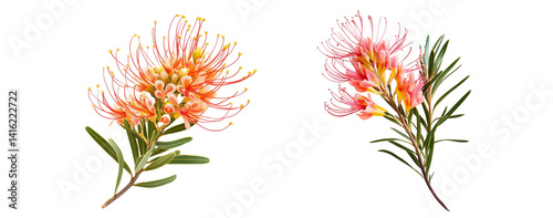 Two clusters of grevillea flowers, close up, isolated on white background 