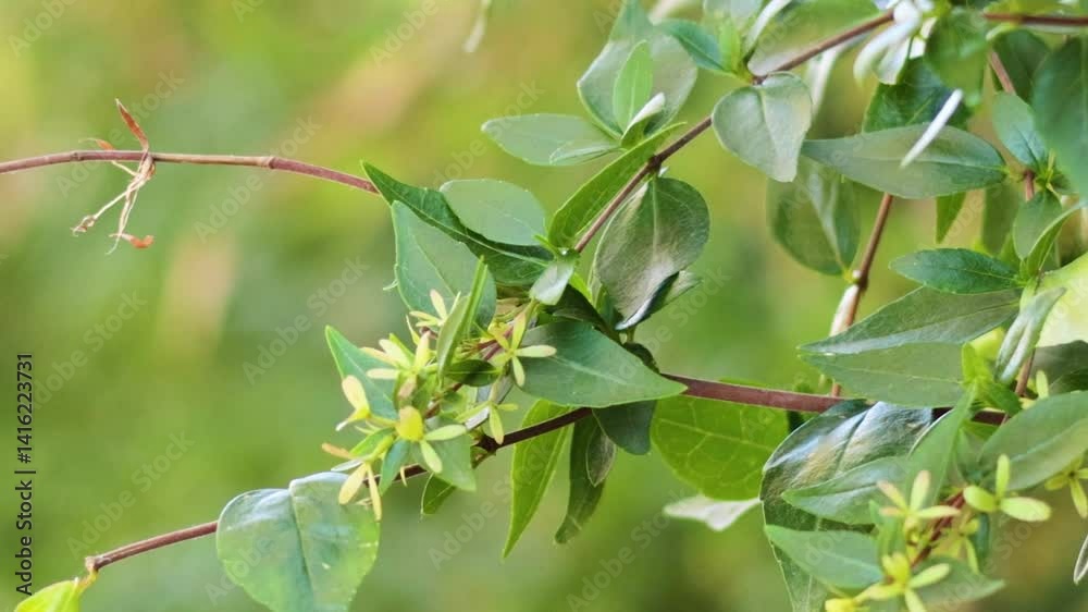 Green Leaves and Buds on a Branch Green Leaves and Buds on a Branch