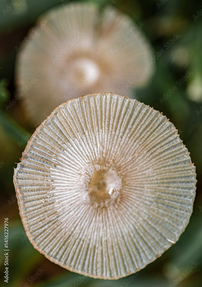 mushroom in the grass mushroom in the grass