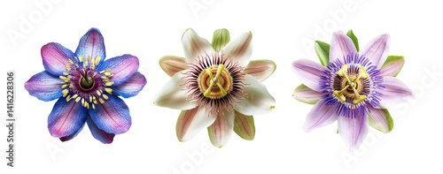 Passionflower, close up, isolated in white background