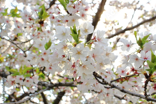 桜といえば日本、綺麗
