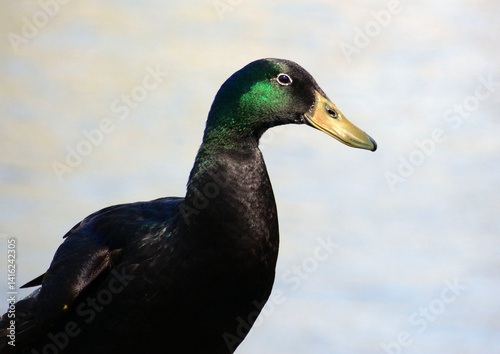 Close up of a black duck.