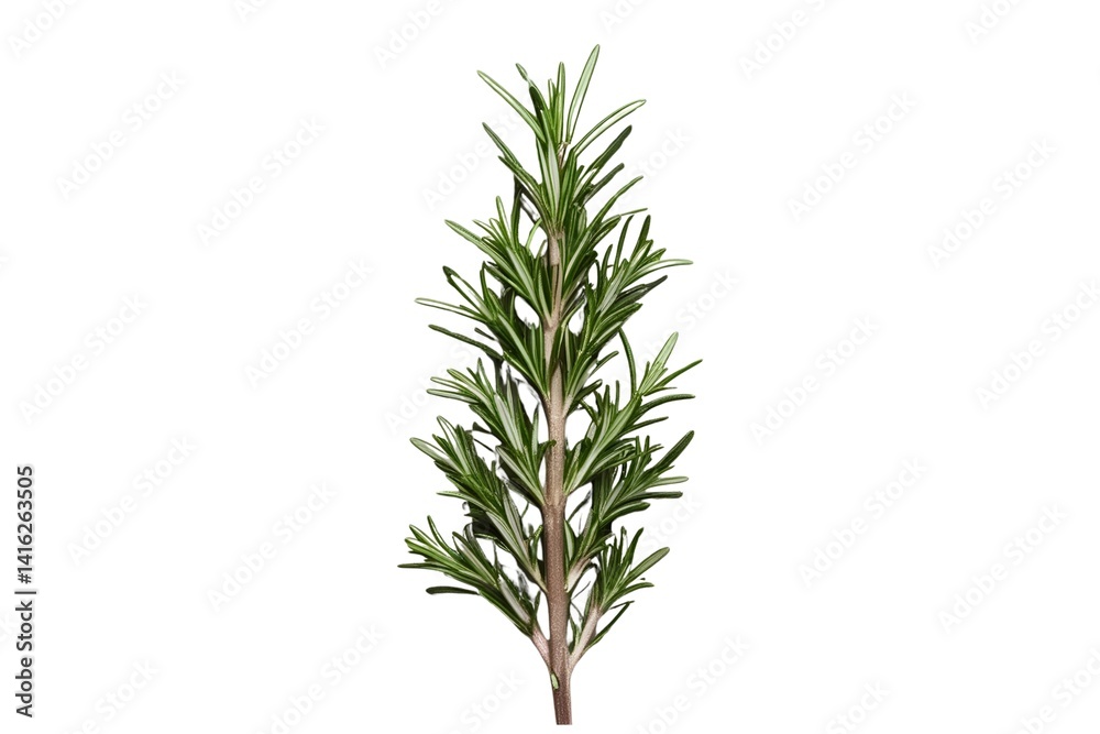 Fototapeta premium rosemary isolated on transparent background