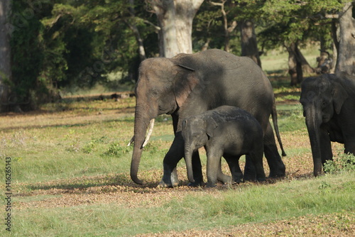Sri Lankan Elephants and Tuskers in Kalawewa, Sri Lanka