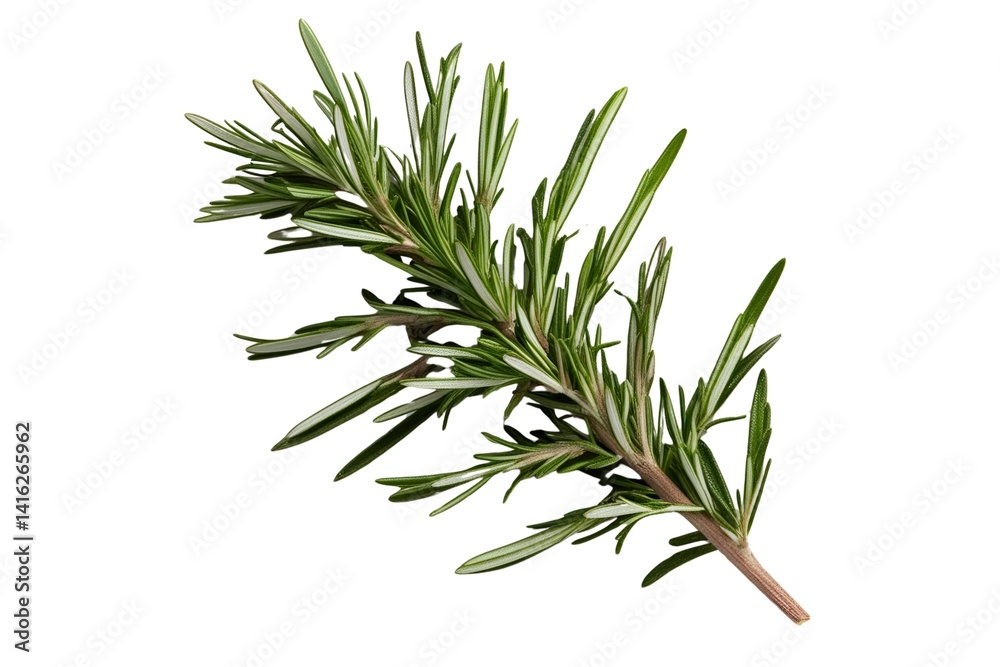 Fototapeta premium rosemary isolated on transparent background