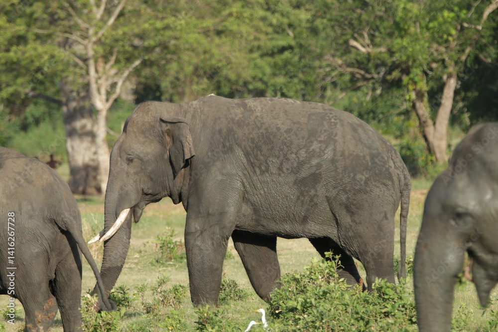 Sri Lankan Elephants and Tuskers in Kalawewa, Sri Lanka Sri Lankan Elephants and Tuskers in Kalawewa, Sri Lanka